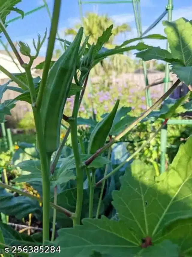 Variety Hybrid Vegetable Seeds, Pack of 50