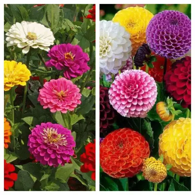 Zinnia Mix & Dahlia Mix Flower Seeds, Pack of 2