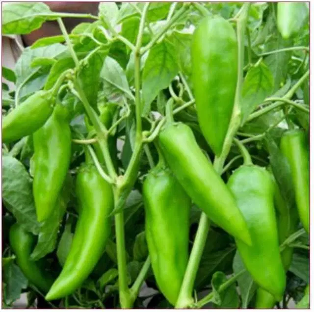Recron Seeds of Big Pepper Chilli, Pack Of 50