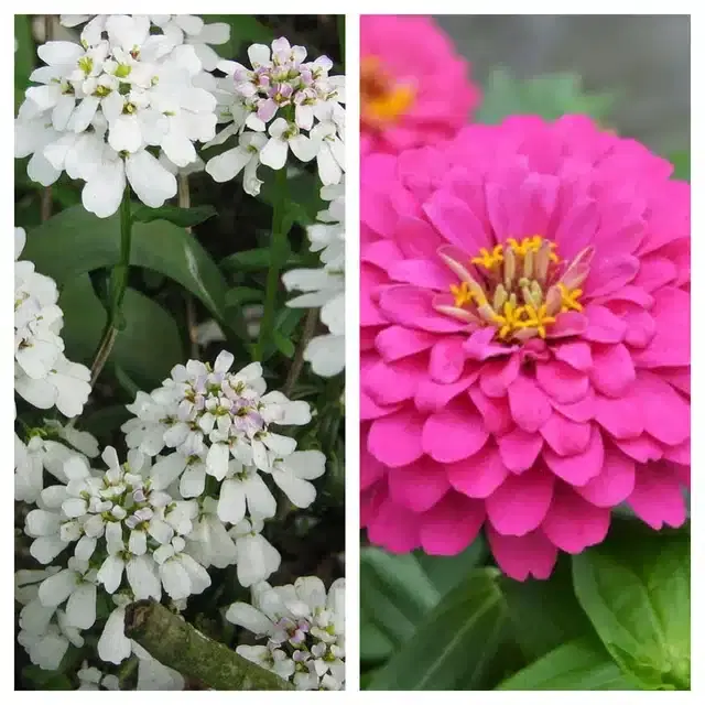 Candytuft Flower & Zinnia Pink Flower Seeds, Pack of 2