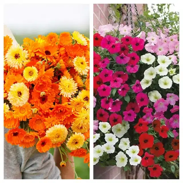 Calendula Mix & Petunia Mix Flower Seeds, Pack of 2