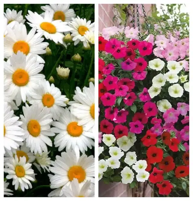 Daisy Mix & Petunia Mix Flower Seeds, Pack of 2