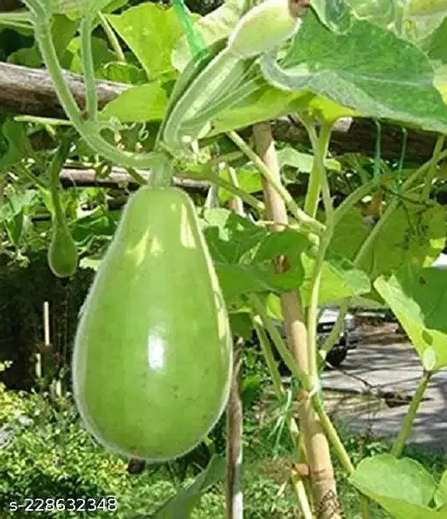 Bottle Gourd Vegetable Seeds, Pack of 15