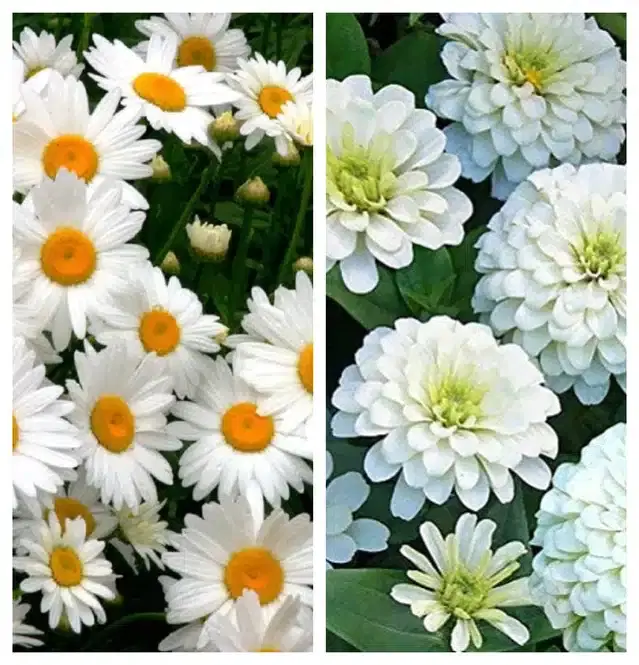 Daisy Mix & Zinnia White Flower Seeds, Pack of 2