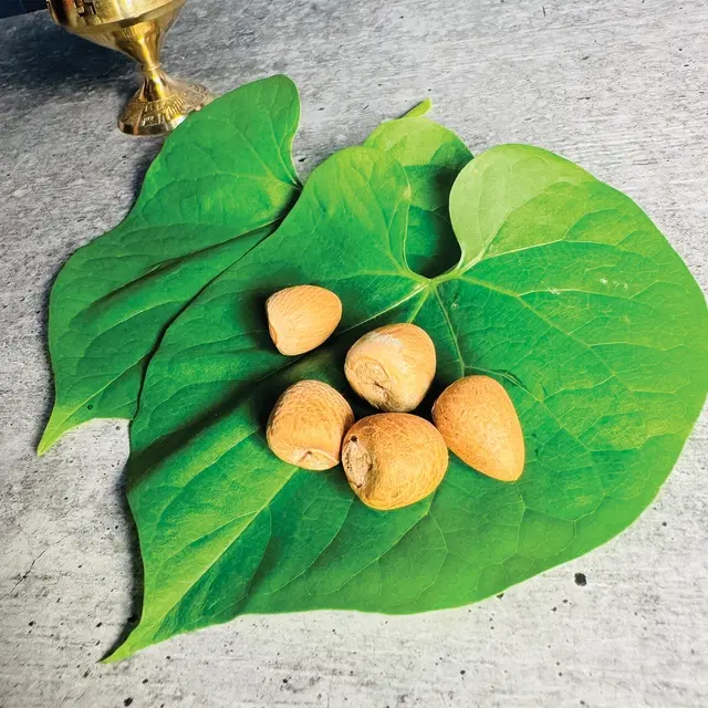 Mangal Bhavan Puja Supari Betel Nut, 5 pcs