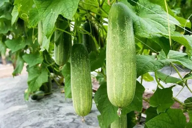 Recron Seeds of Organic Cucumber Vegetable, Pack Of 50