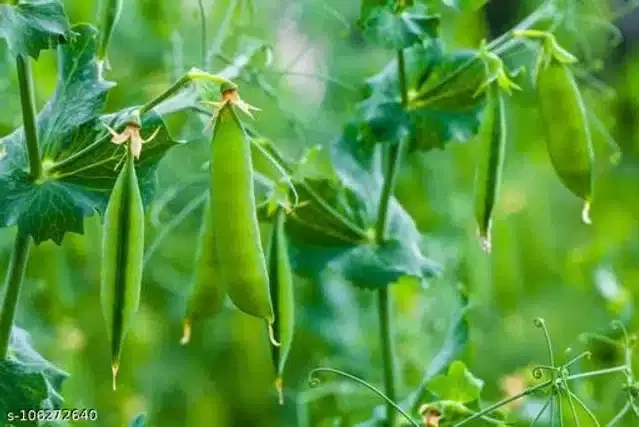 Green Peas Vegetable Seeds, Pack of 30