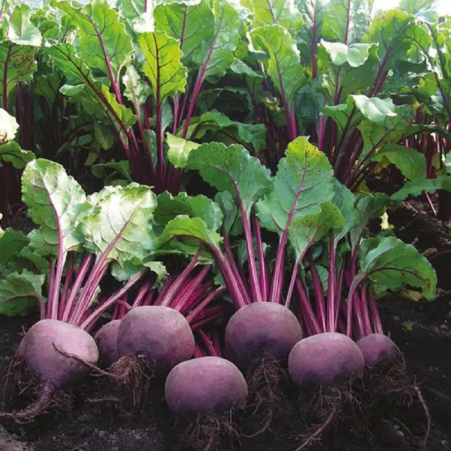 Red Beetroot Vegetable Seeds, Pack of 50