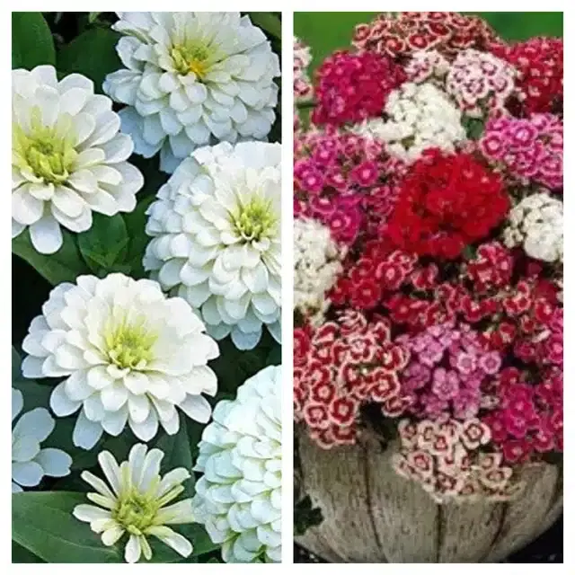 Zinnia White & Sweet William Flower Seeds, Pack of 2