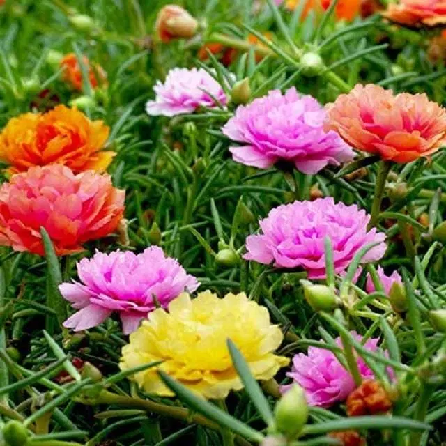 Portulaca Mix Seeds, Pack Of 30