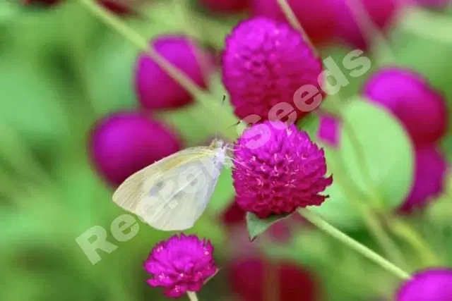 Recron Seeds of Purple Gomphrena Buddy Flower, Pack Of 30