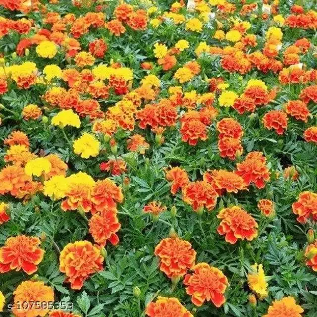 Marigold Mix Flower Seeds, Pack of 50