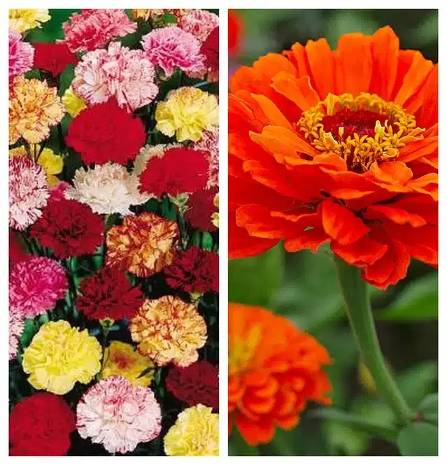 Carnation Mix & Zinnia Orange Flower Seeds, Pack of 2