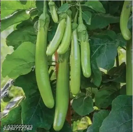 Hybrid Green Long Brinjal Seeds