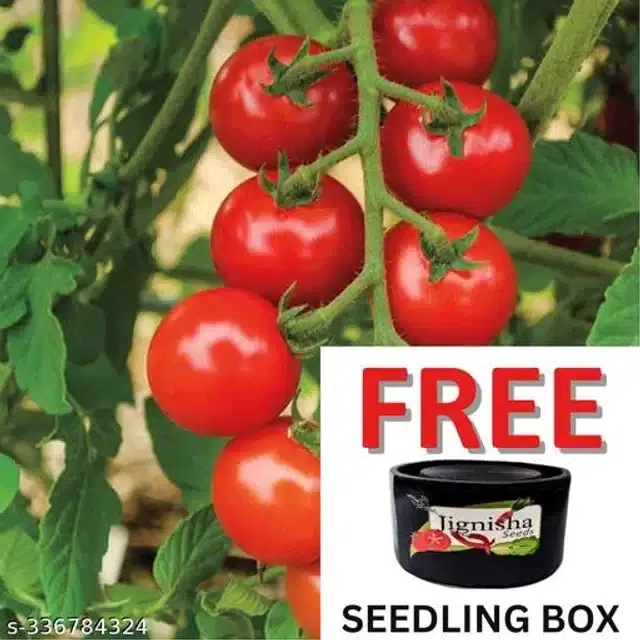 Tomato Hybrid Vegetable Seeds, Pack of 100