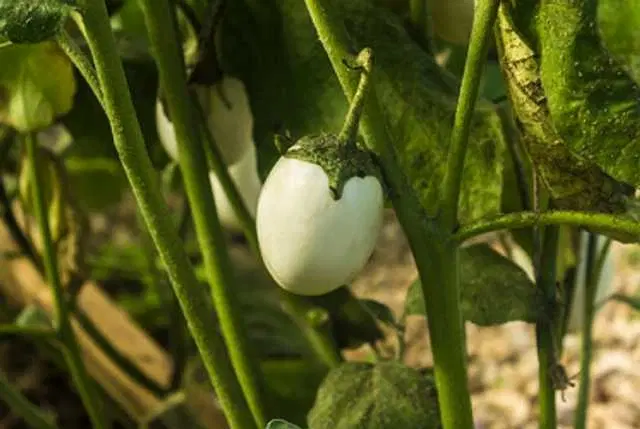Seeds of White Brinjal Vegetable, Pack Of 50