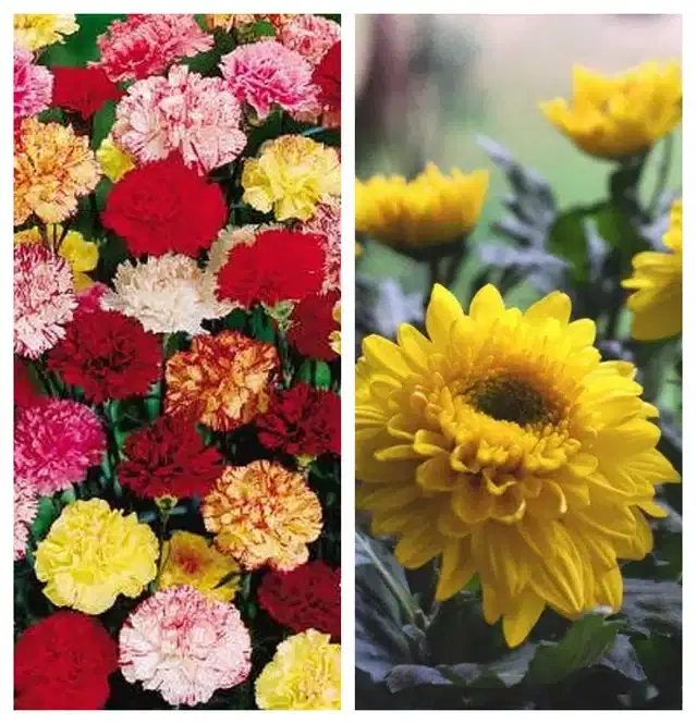 Carnation Mix & Chrysanthemum Yellow Flower Seeds, Pack of 2