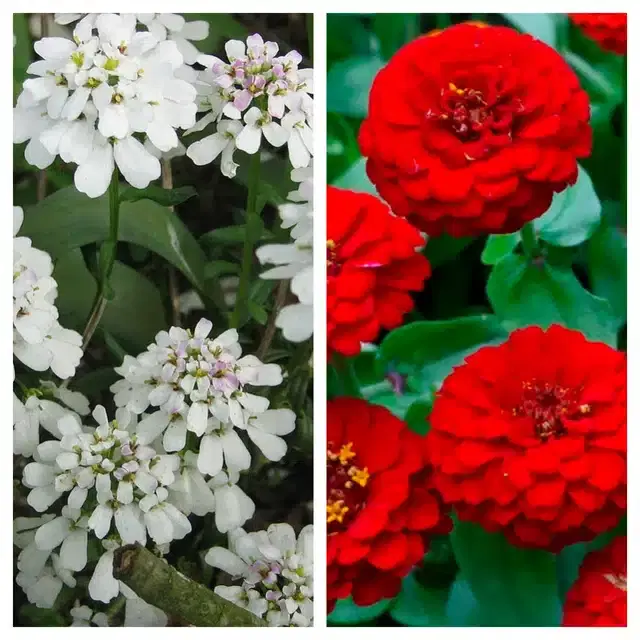 Candytuft Flower & Zinnia Red Flower Seeds, Pack of 2