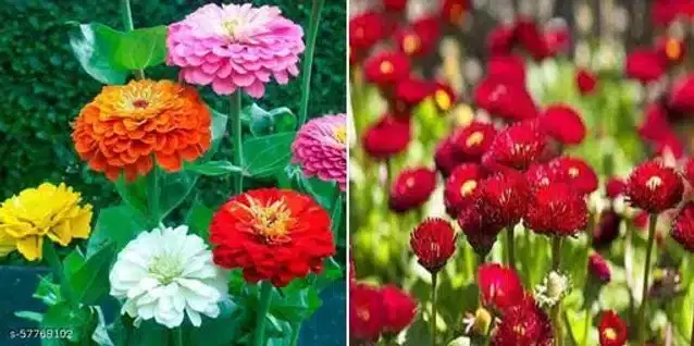 Seeds of Zinnia Lilliput Mixed & Bellis Flower, Pack of 2