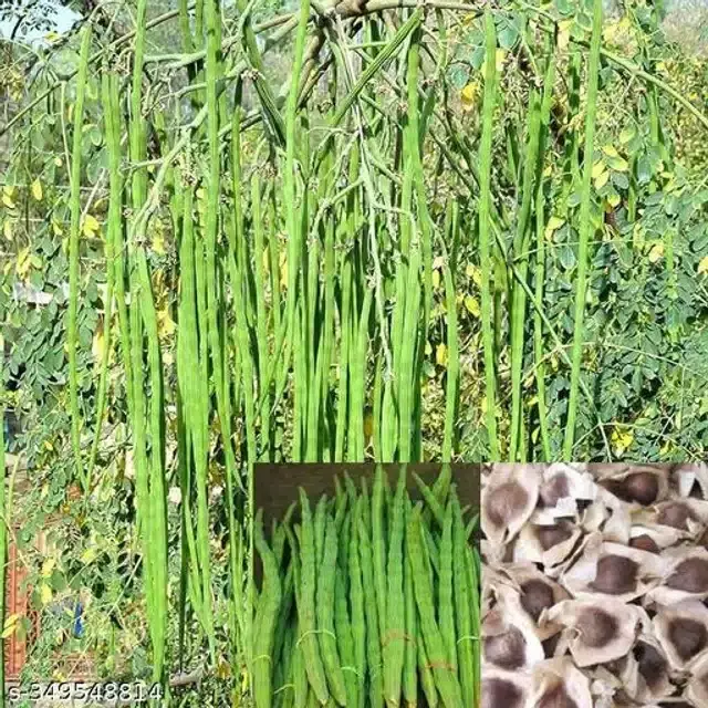Drumstick Moringa Vegetable Seeds, Pack of 30