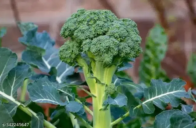 Organic Broccoli Seeds, Pack of 100