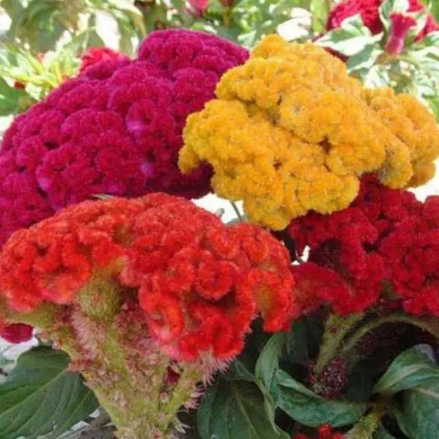 Celosia Cockscomb Mixed Colour Seeds Home Garden Plant Seeds, Pack Of 30