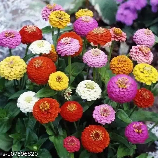 Zinnia Mix Color Ornamental Plant Flower Seeds, Pack of 30