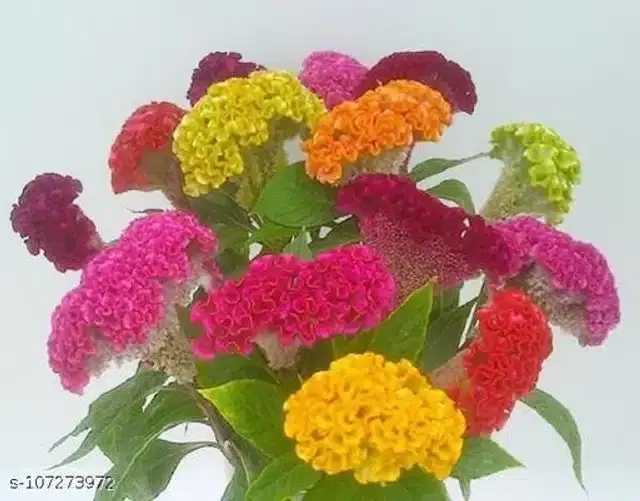 Creative Farmer Flower Seeds, Pack of 30