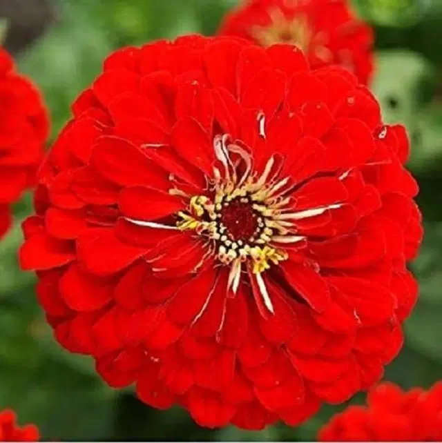 Zinia Red Seeds, Pack Of 30