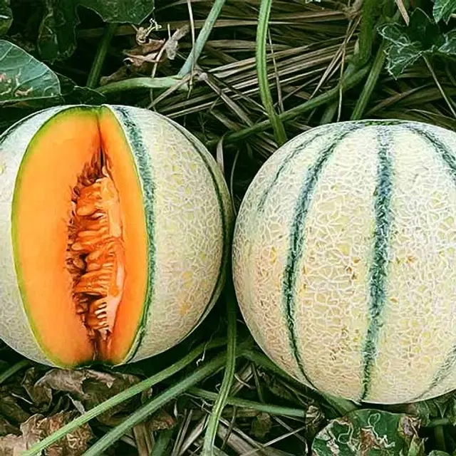 Muskmelon Sitara Fruit Seeds, Pack of 30