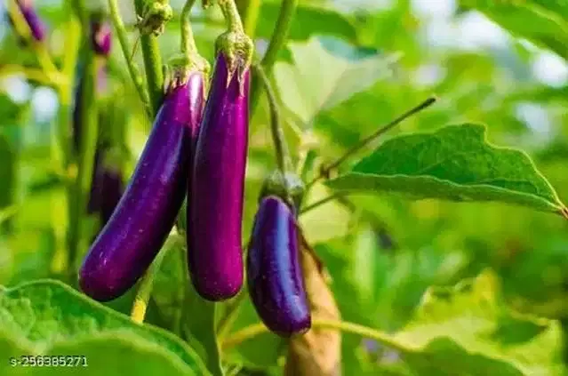 Variety Hybrid Vegetable Seeds, Pack of 50