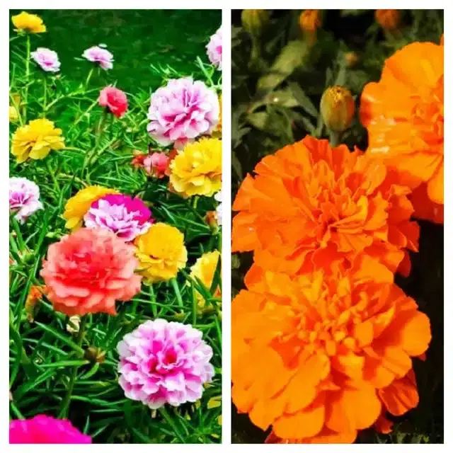 Petunia Mix & Marigold Orange Flower Seeds, Pack of 2
