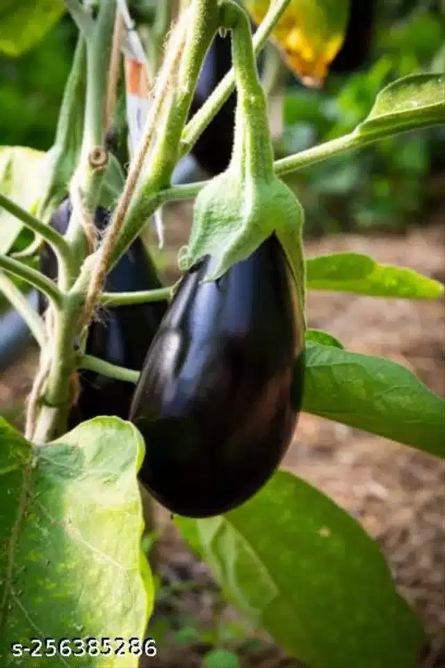 Variety Hybrid Vegetable Seeds, Pack of 50