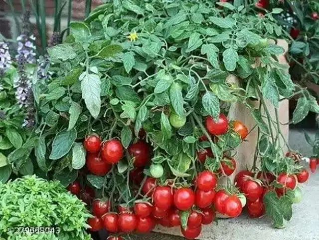 Red Ruby Cherry Tomato Vegetable Seeds, Pack of 50