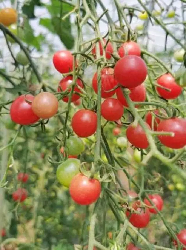 Recron Seeds of Hybrid Tomatoes, Pack Of 250