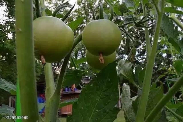 Tinda Vegetable Seeds, Pack of 50