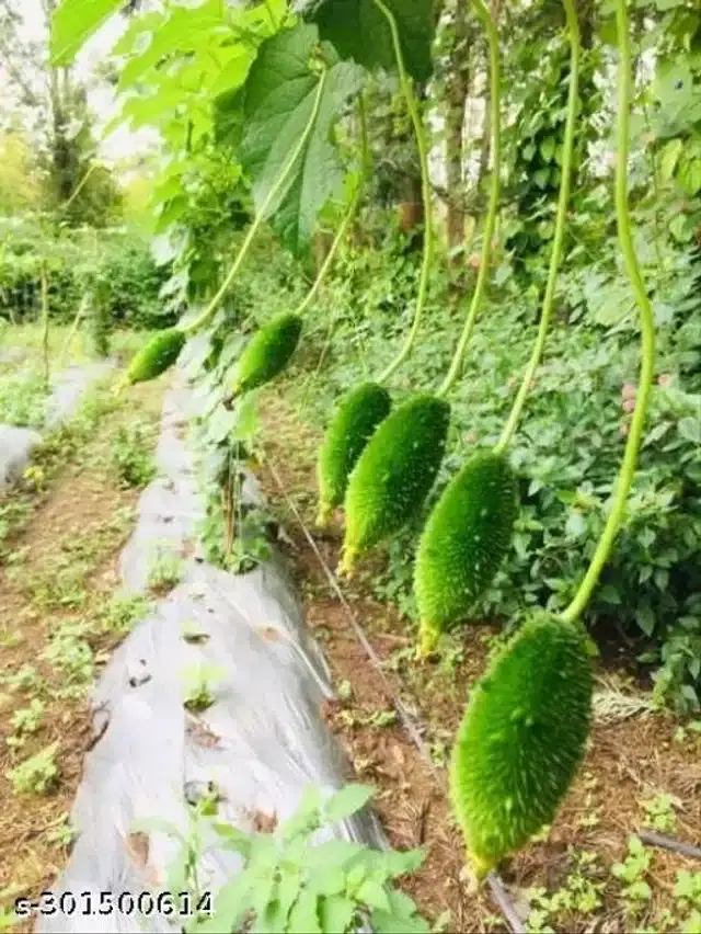 Kantola Seeds, Pack of 20