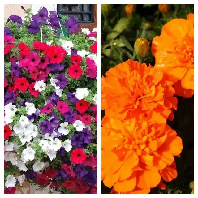 Petunia Mix & Marigold Orange Flower Seeds, Pack of 2