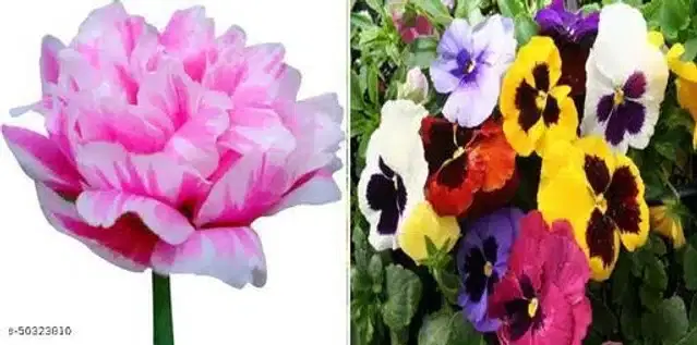 Seeds of Portulaca Grandiflora Mixed Flower & Violet Flower, Pack of 2