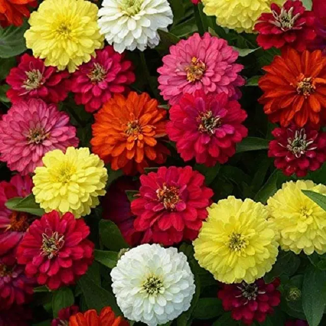 Zinnia Mix Flower Seeds, Pack of 30