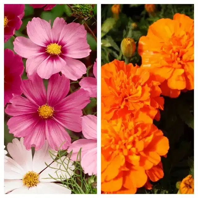 Cosmos Mix & Marigold Orange Flower Seeds, Pack of 2