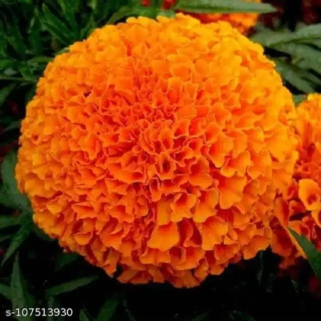 Deep Orange Marigold Seeds, Pack of 50
