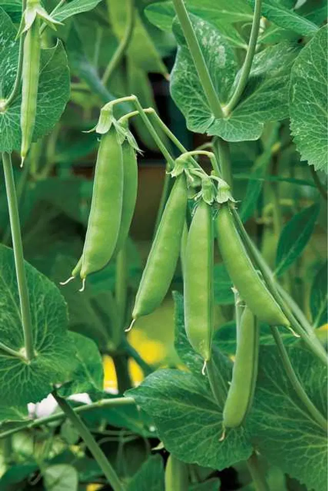Seeds of Green Peas Vegetable, Pack Of 30
