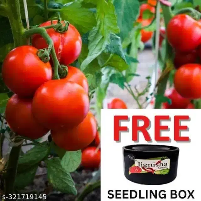 Red Ruby Cherry Tomato Vegetable Plant Seeds, Pack of 50