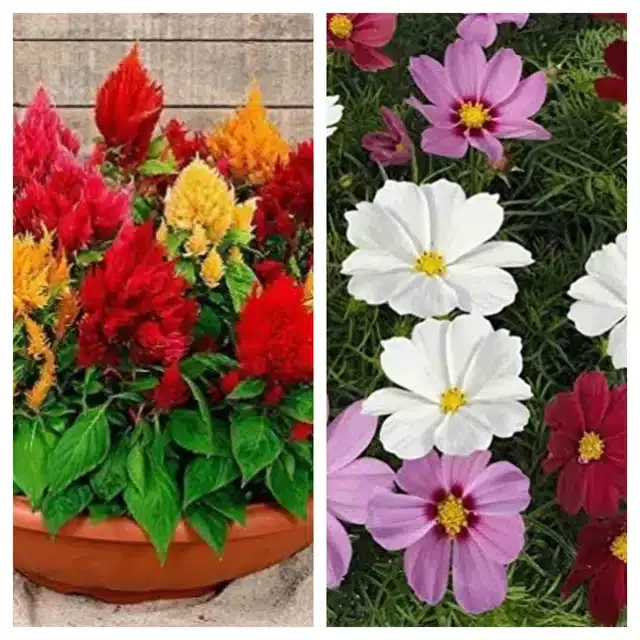 Celosia Mix & Cosmos Mix Flower Seeds, Pack of 2