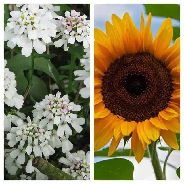 Candytuft Flower & Sunflower Flower Seeds, Pack of 2