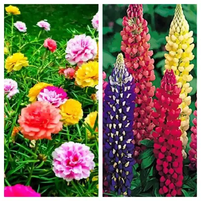 Petunia Mix & Lupine Mix Flower Seeds, Pack of 2